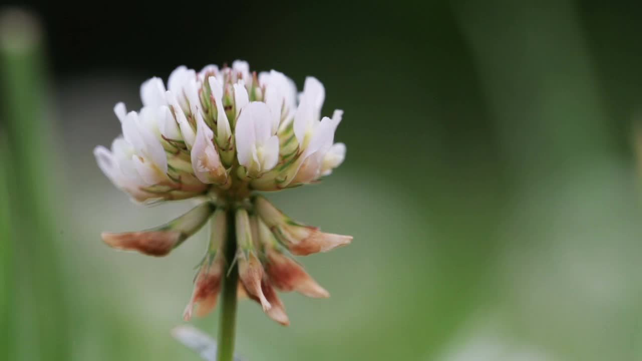 野生动物宏。白色三叶草花生长在绿色的田野特写。自然背景。景观,自然,夏天。视频素材