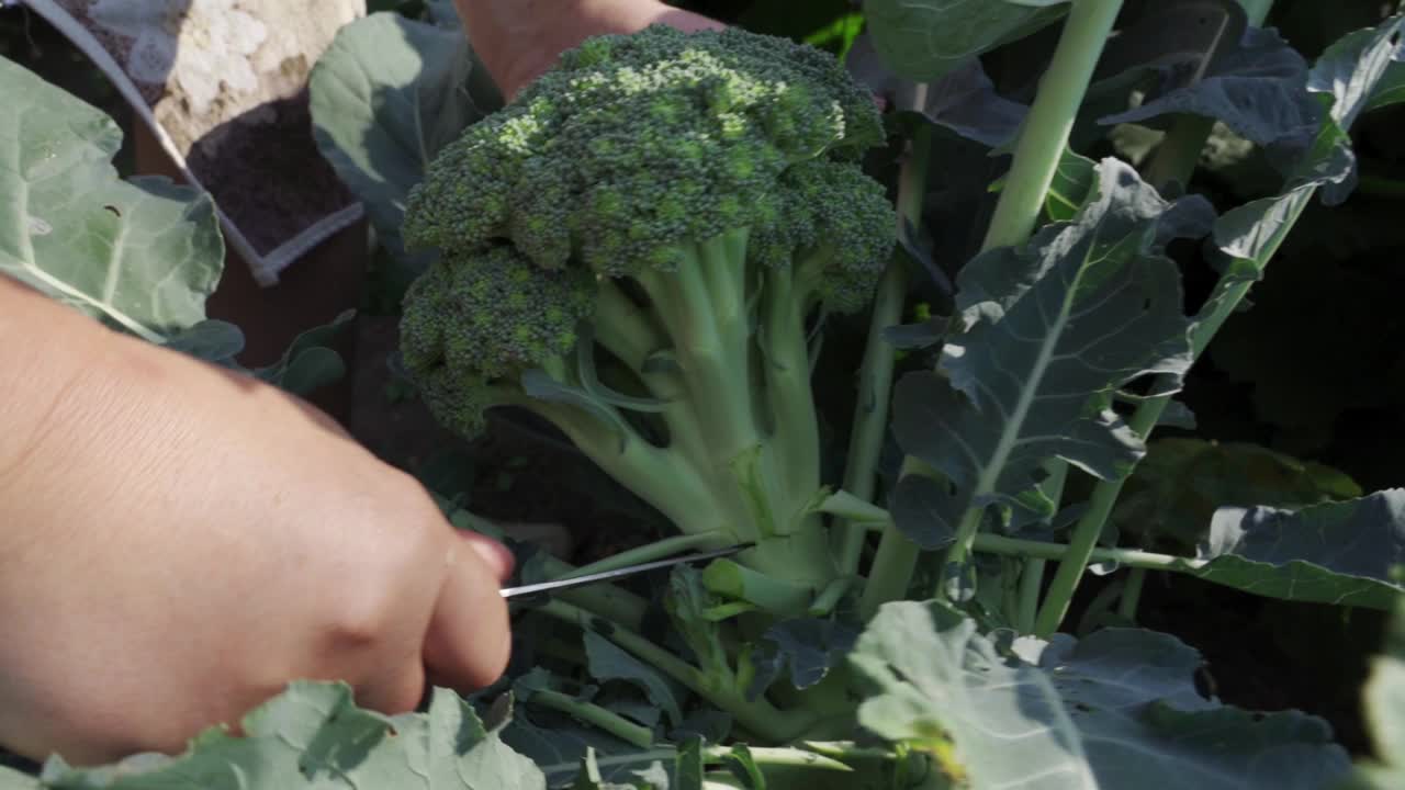 一个女人的手拿着成熟的花椰菜。视频素材