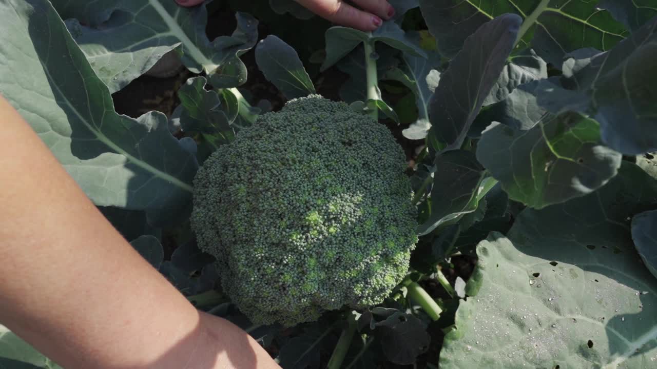 一个女人的手拿着成熟的花椰菜。视频素材