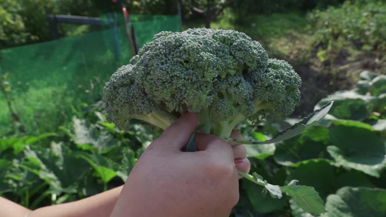 一个女人的手拿着成熟的花椰菜。视频素材