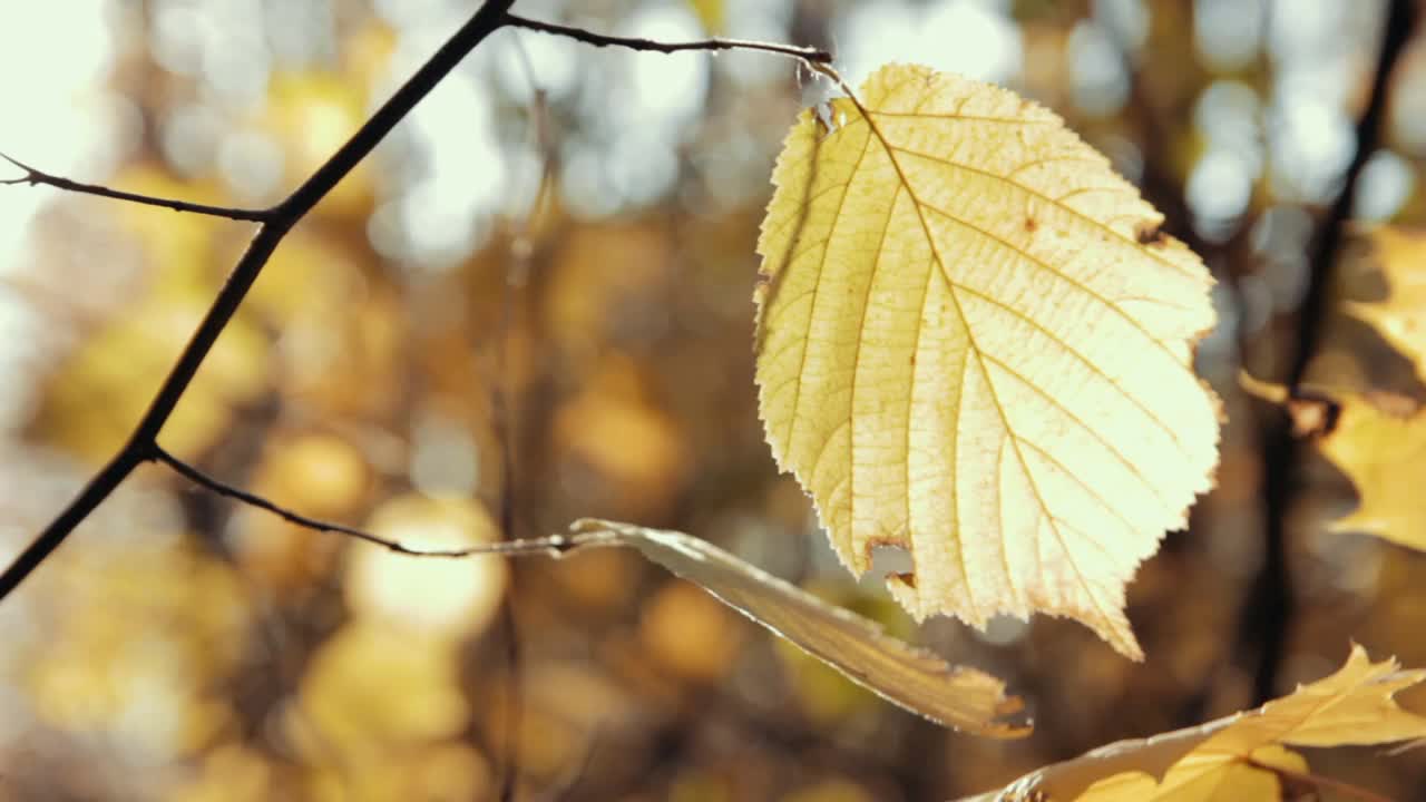 黄色的树叶和模糊的背景。自然秋天背景。树枝上季节性的叶子在阳光下随风摇曳。视频素材