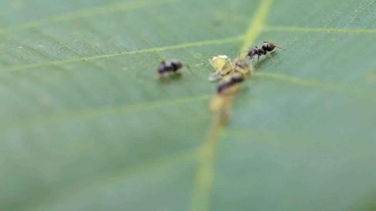 黑蚂蚁在花园里照顾树叶上的幼虫。宏野生动物。小昆虫是农业害虫。视频素材