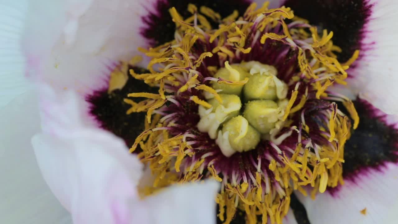 蜜蜂在花园里采集牡丹花上的花粉。授粉的花朵。视频素材