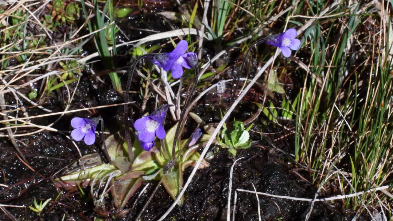 Butterworts，肉食性植物，花卉，视频素材