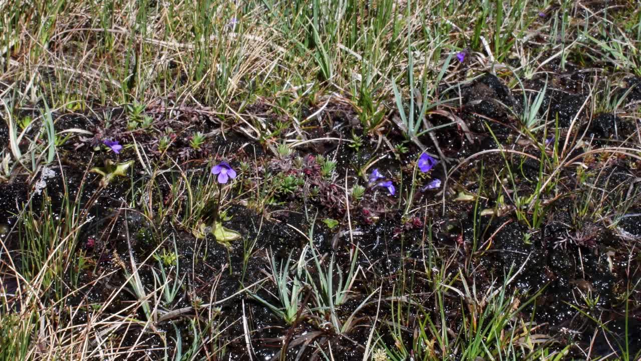 Butterworts，肉食性植物，花卉，视频素材