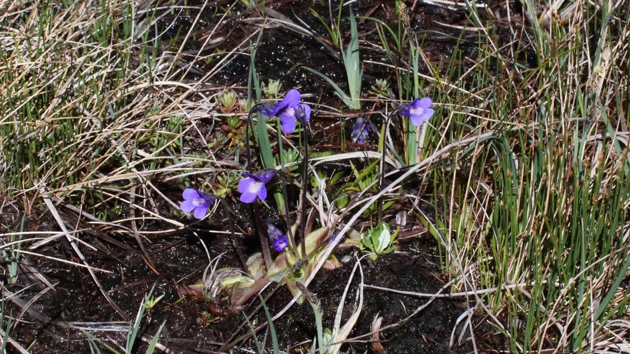 Butterworts，肉食性植物，花卉，视频素材