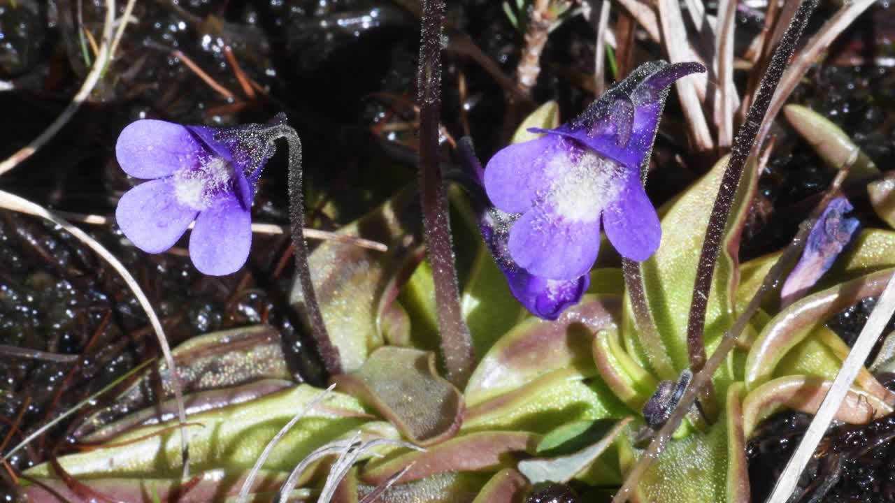 Butterworts，肉食性植物，花卉，视频素材