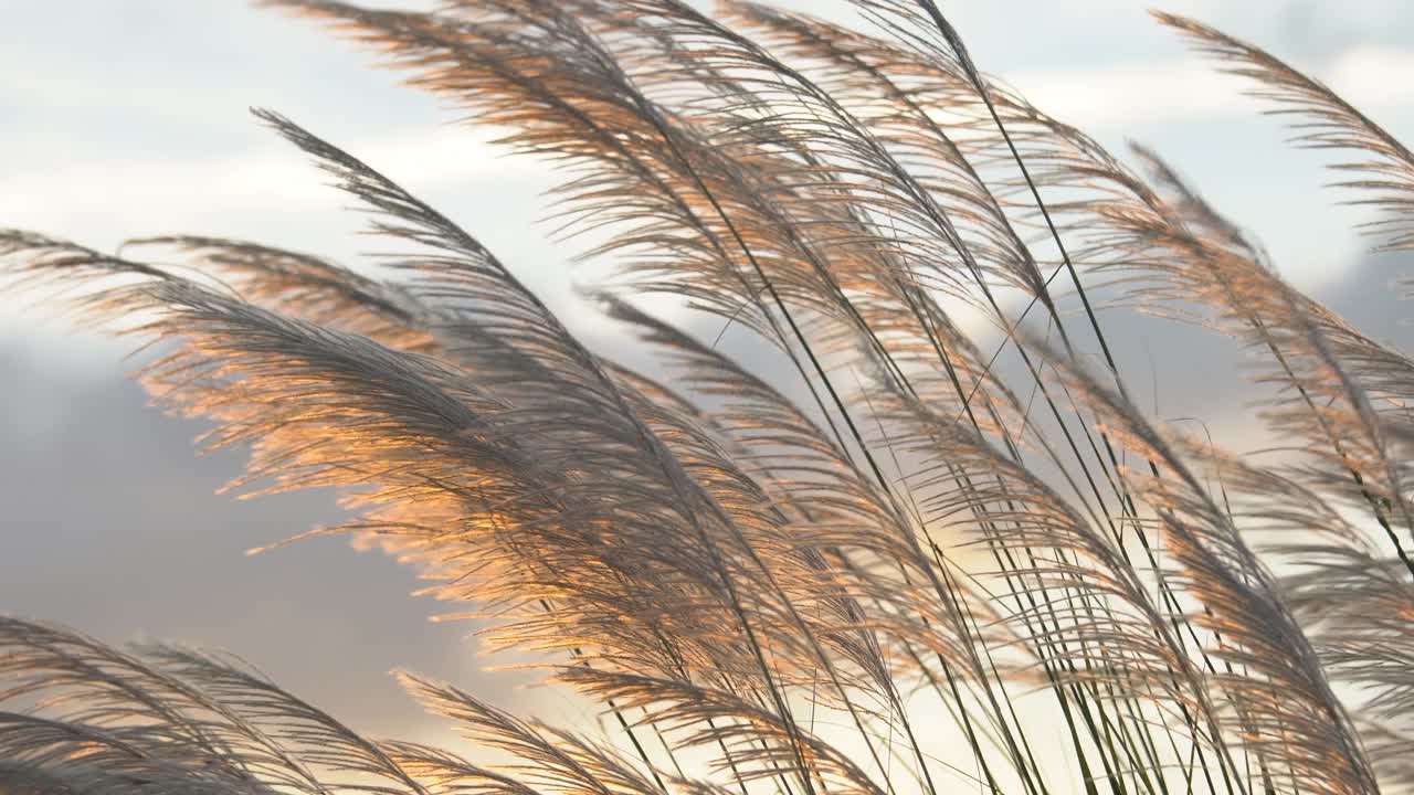 风中摇曳的芦苇花视频素材