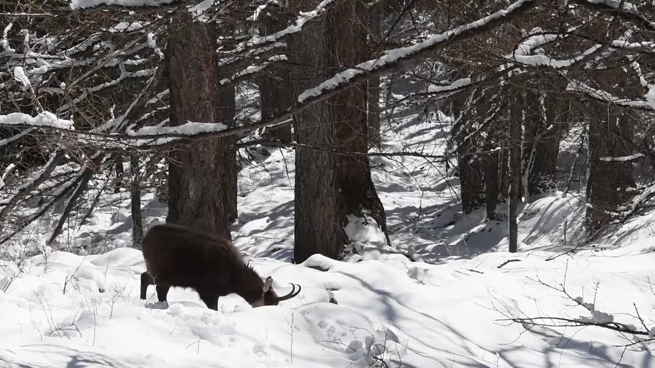 意大利大帕拉迪索国家公园，雪地里的岩羚羊视频素材