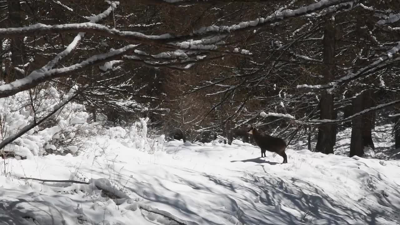 意大利大帕拉迪索国家公园，雪地里的岩羚羊视频素材