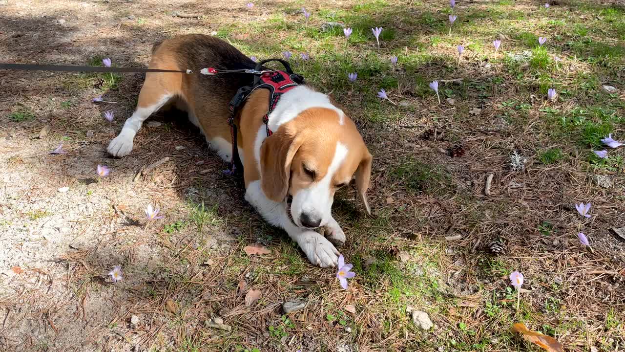 可爱的三色小猎犬，喜欢在乡间散步时躺着咬一根棍子视频素材