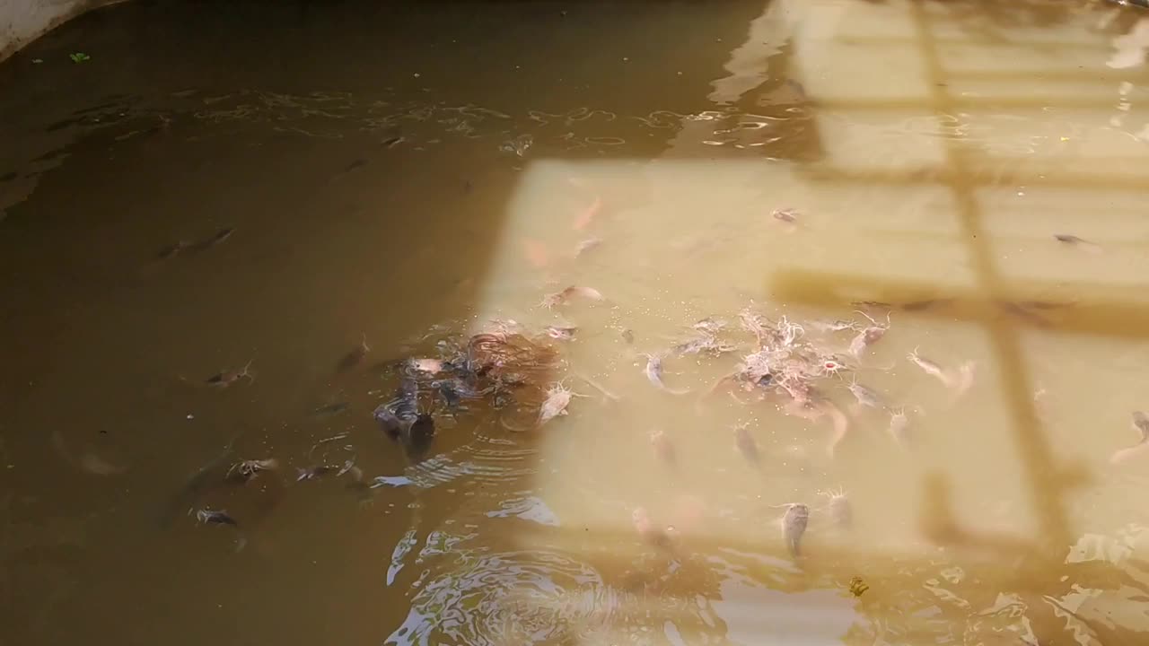 大量黑斑鲶在水中取食视频素材