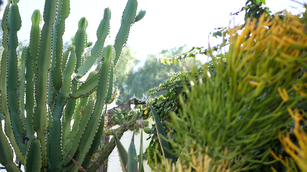 仙人掌肉质植物，美国加利福尼亚。沙漠植物群，干旱气候的天然花卉，植物学近景。绿色装饰的奇特室内植物。在美国，种植芦荟和龙舌兰视频素材