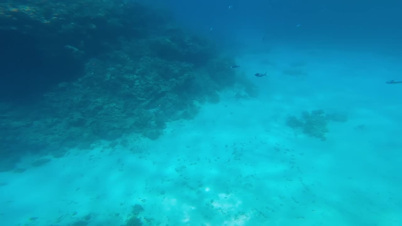 阳光灿烂的夏日里，红海的巨大珊瑚礁。视频素材