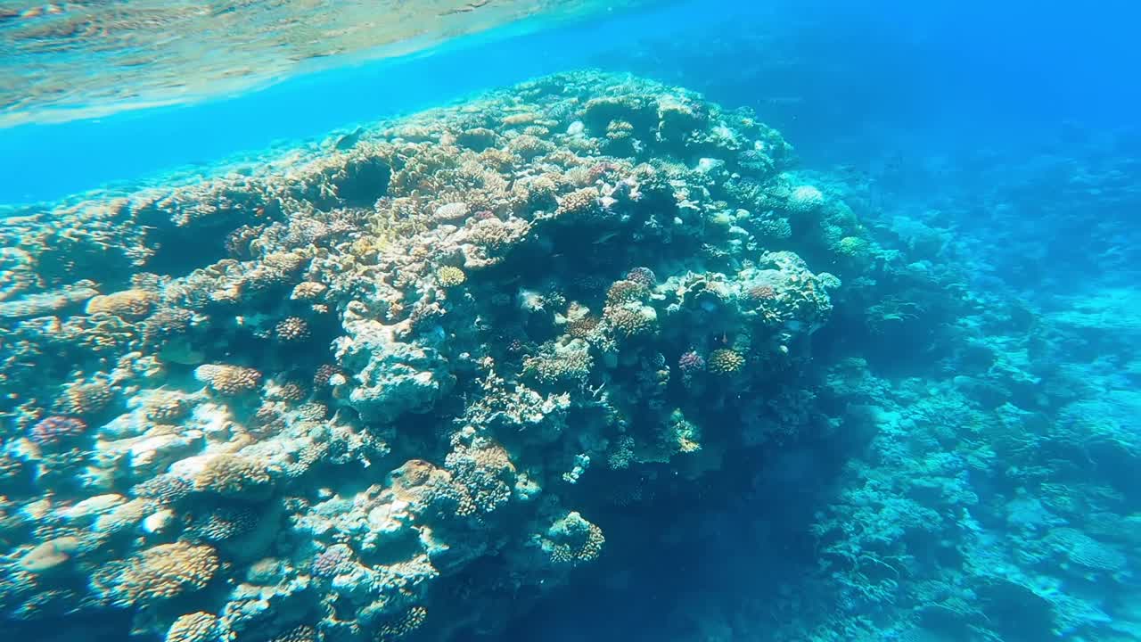 阳光灿烂的夏日里，红海的巨大珊瑚礁。视频素材