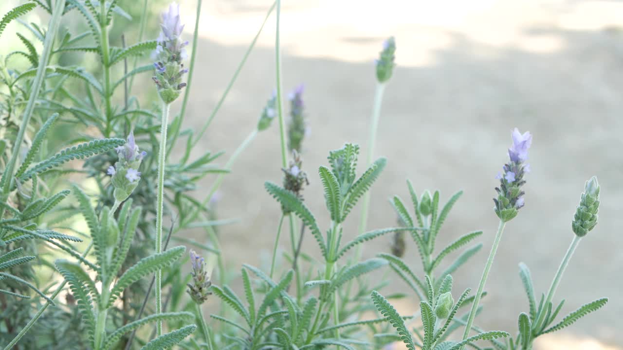 丁香薰衣草花盛开，自然植物特写背景。紫色的花在春天的早晨花园，在加利福尼亚，美国的家庭园艺。淡紫色春天的植物。柔和聚焦的紫罗兰野花。视频素材