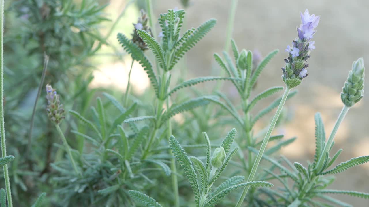 丁香薰衣草花盛开，自然植物特写背景。紫色的花在春天的早晨花园，在加利福尼亚，美国的家庭园艺。淡紫色春天的植物。柔和聚焦的紫罗兰野花。视频素材