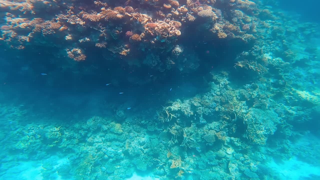 阳光灿烂的夏日里，红海的巨大珊瑚礁。视频素材