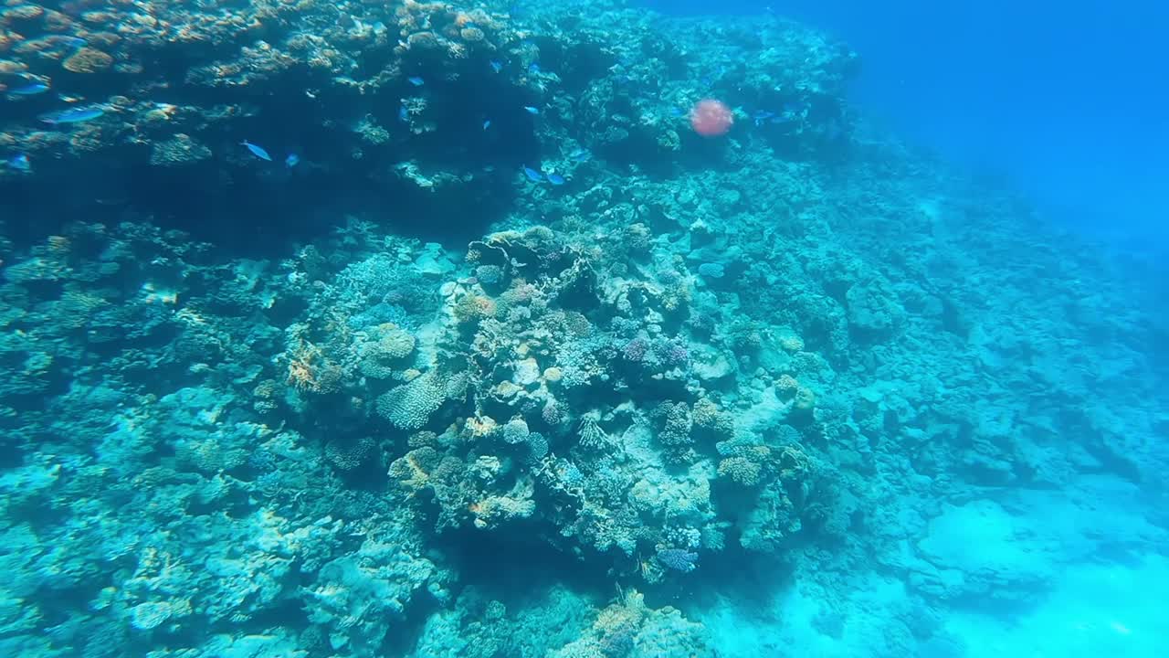 阳光灿烂的夏日里，红海的巨大珊瑚礁。视频素材