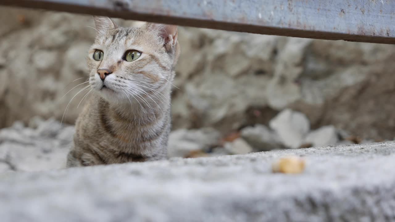 无家可归的五彩猫走在外面。流浪动物概念视频素材