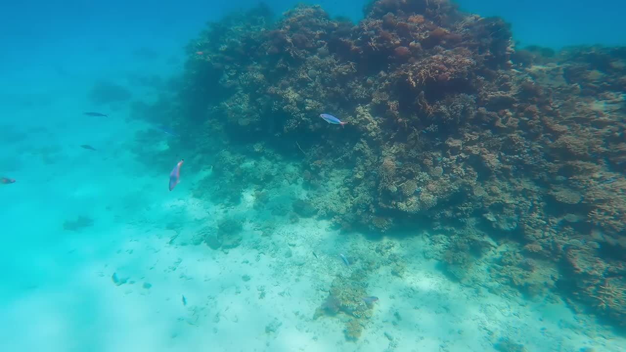 阳光灿烂的夏日里，红海的巨大珊瑚礁。视频素材