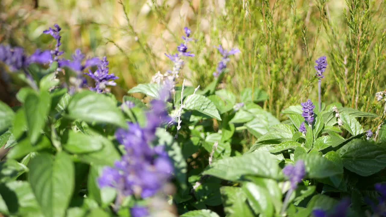 紫丁香鼠尾草花盛开，自然植物特写背景。紫色的花，春天的早晨花园，在加利福尼亚，美国的家庭园艺。淡紫色春天的植物。紫罗兰色的野花，柔和的焦点视频素材