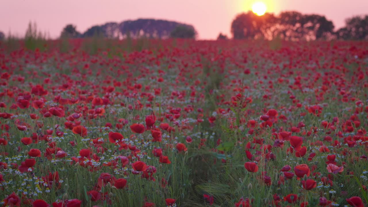 日落时田野里的罂粟花视频素材