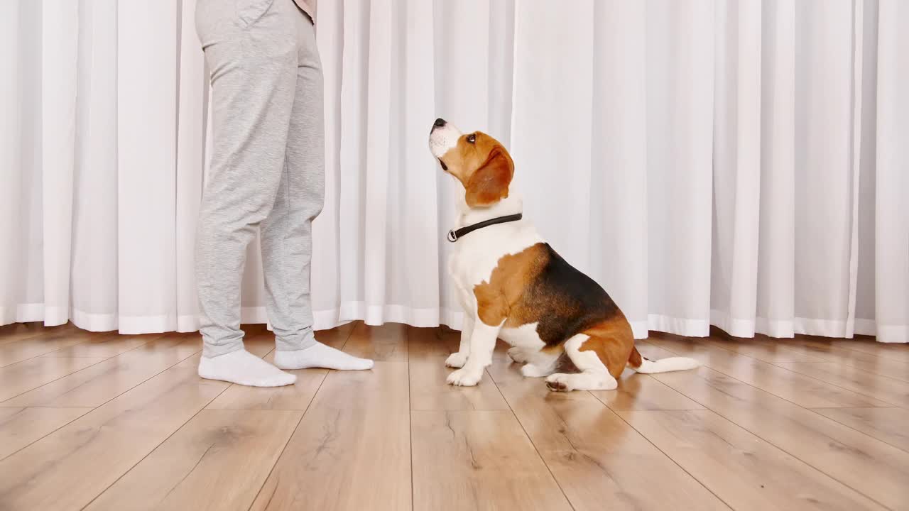 小猎犬的女主人正在训练她的小猎犬，并给她的宠物吃东西。小猎犬服从命令，掉头。狗的训练。概念服从,友谊。男人最好的朋友视频素材