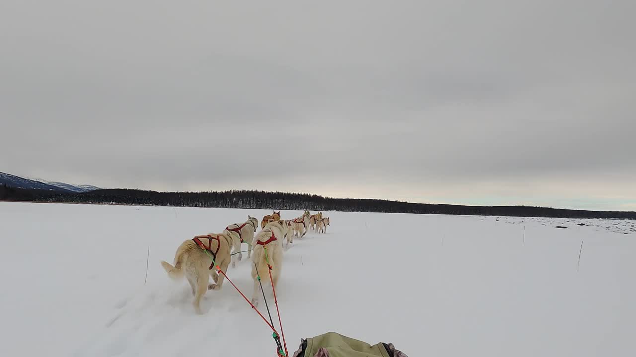 西伯利亚哈士奇雪橇活动的全景图视频素材