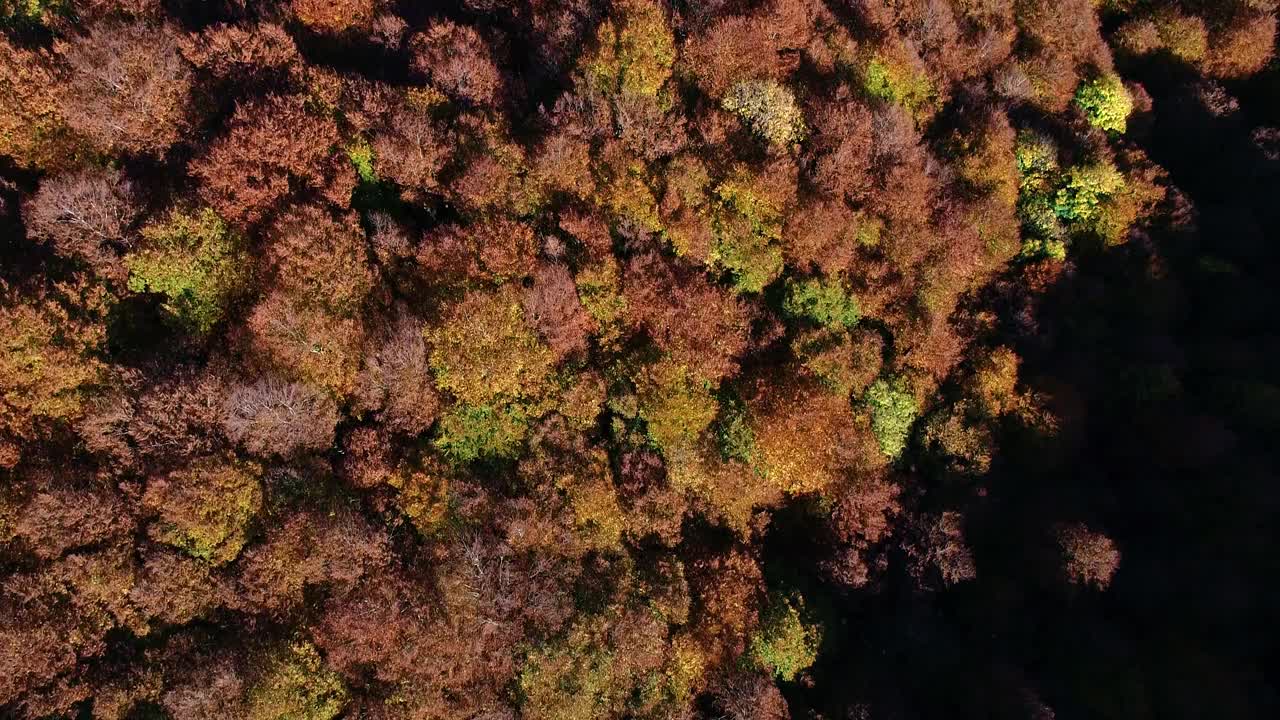 在意大利中部(拉齐奥地区)的蒙特特米里洛山毛榉森林上空的秋天航拍。视频素材