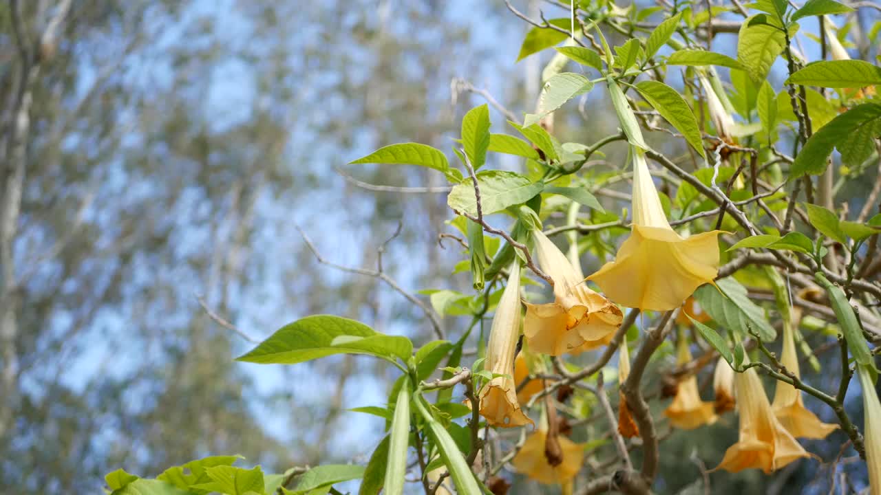 在美国加利福尼亚的花开花落。自然植物近距离背景。黄色的花朵在春天的早晨花园，新鲜的春天植物在柔软的焦点。天使吹号工厂视频素材