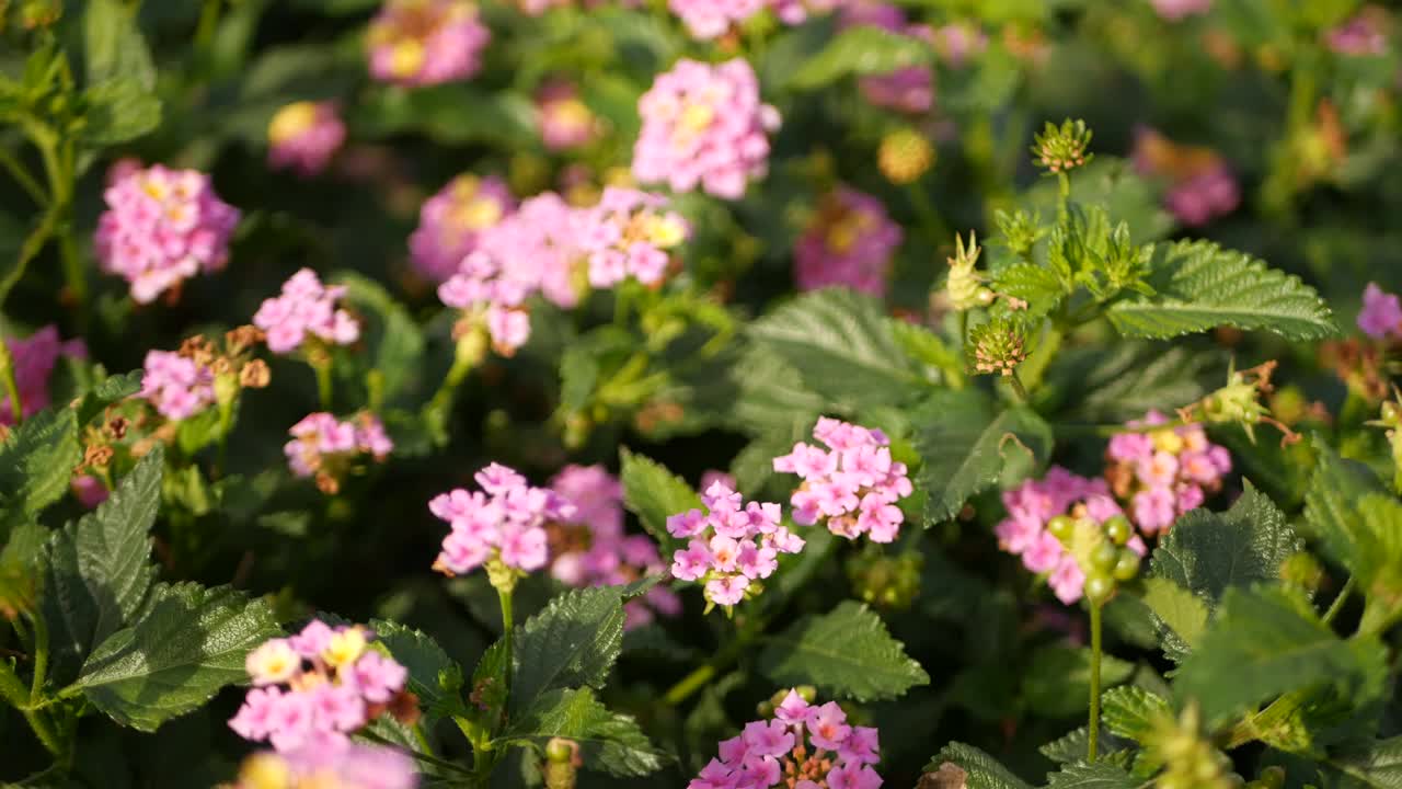 美国加利福尼亚花园中的黄粉红色花。伞形花在春天纯彩绽放，浪漫的植物气息娇嫩绽放。春天的光线的颜色。新鲜平静的早晨视频素材