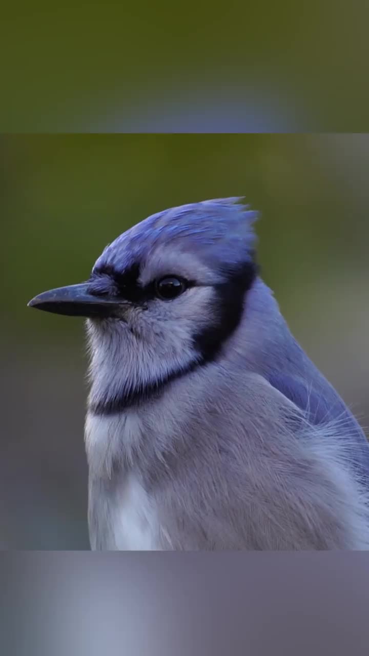 冠蓝鸦视频素材