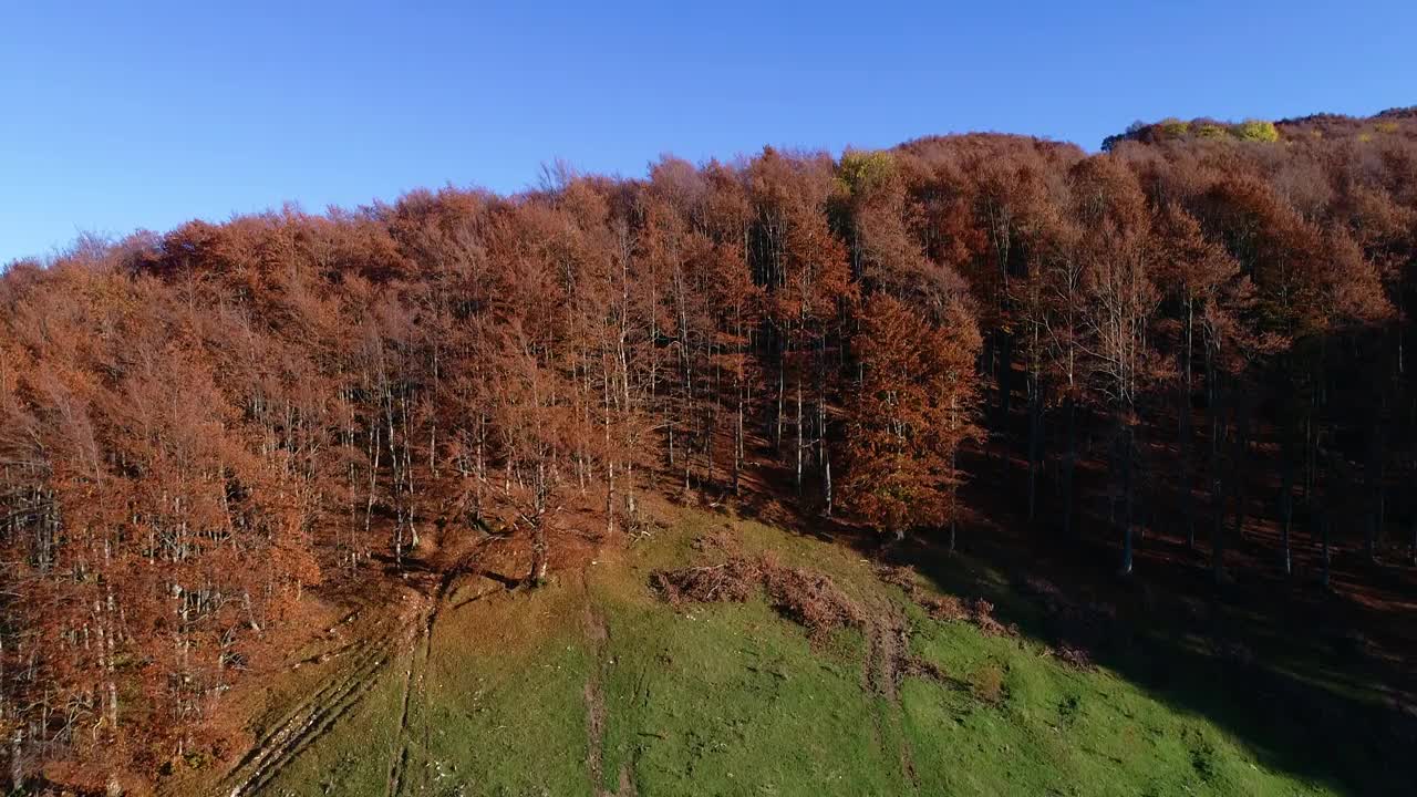 在意大利中部(拉齐奥地区)的蒙特特米里洛山毛榉森林上空的秋天航拍。视频素材