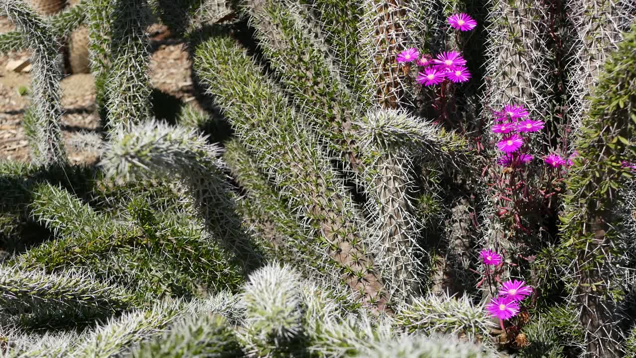 仙人掌肉质植物，美国加利福尼亚。沙漠植物群，干旱气候的天然花卉，植物学近景。绿色装饰的奇特室内植物。在美国，种植芦荟和龙舌兰视频素材