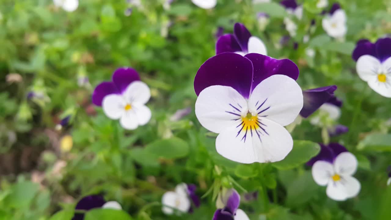 以绿叶为背景的彩色花朵的特写视频素材