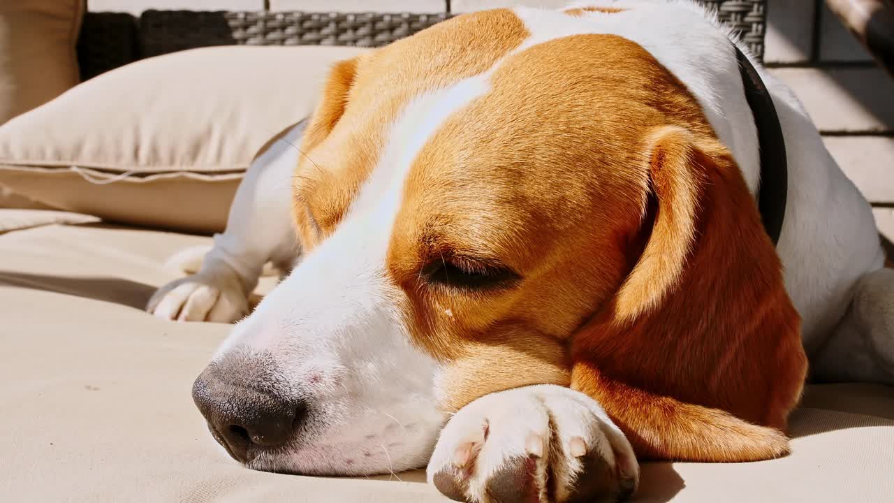 小猎犬躺在户外的沙发上。男人最好的朋友。小狗在休息视频素材