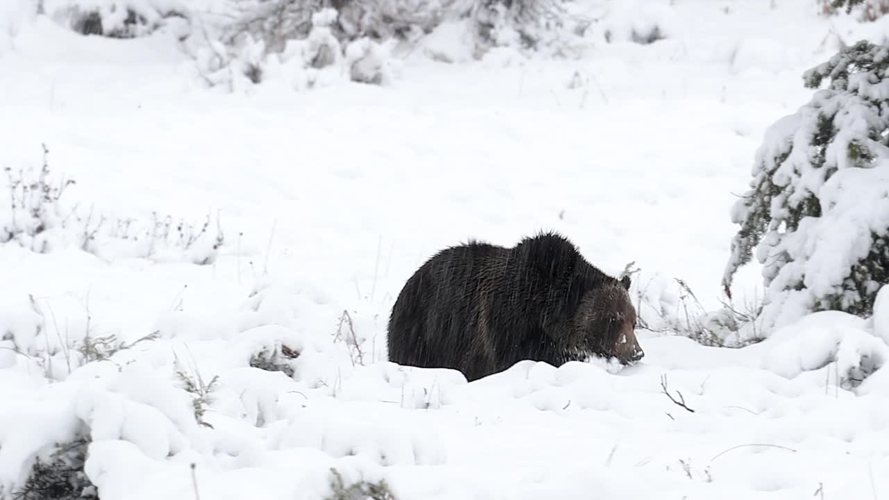 一个跳舞的雄性灰熊/野猪(Ursus arctos)在暴风雪/雪中从冬眠中出来的4K镜头视频素材