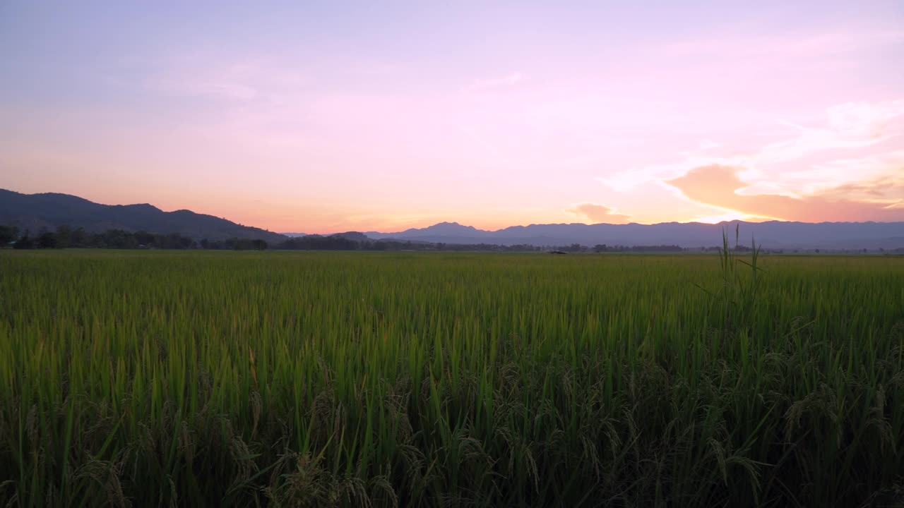 夏季阿尔卑斯草地上的野花。洋甘菊、羽扇豆和其他花草在蓝天的风中摇曳视频素材