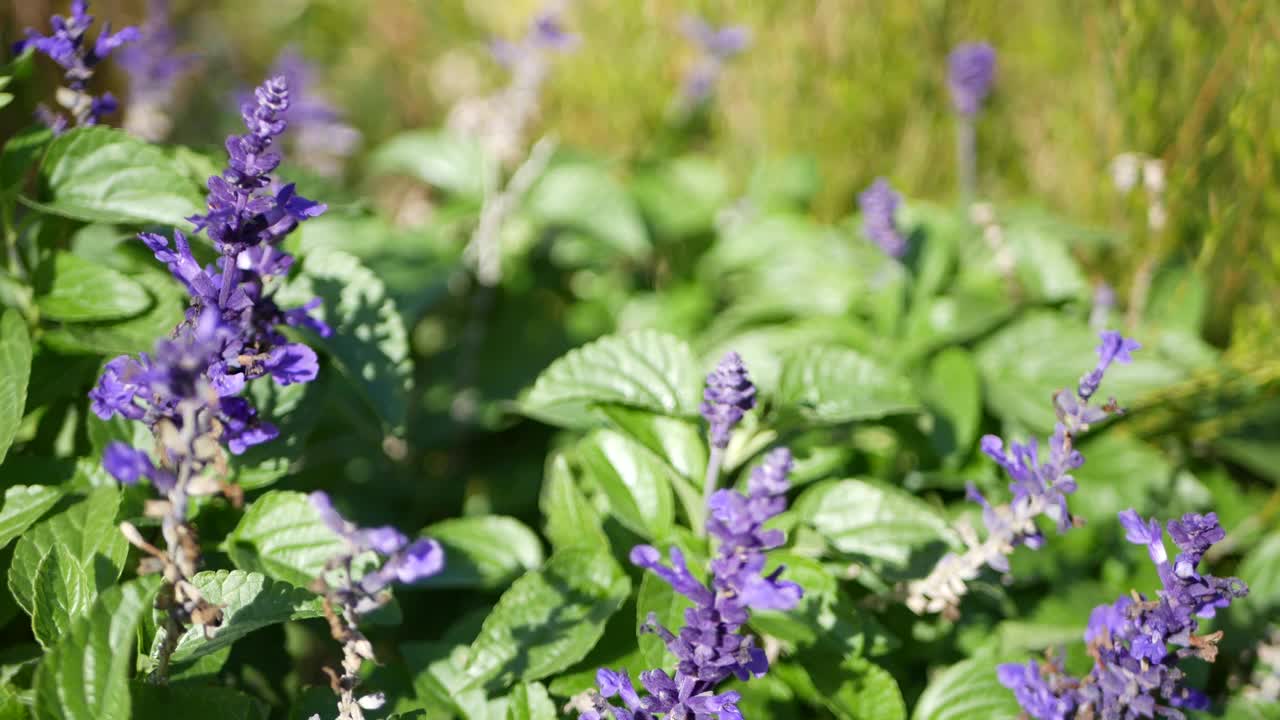 紫丁香鼠尾草花盛开，自然植物特写背景。紫色的花，春天的早晨花园，在加利福尼亚，美国的家庭园艺。淡紫色春天的植物。紫罗兰色的野花，柔和的焦点视频素材