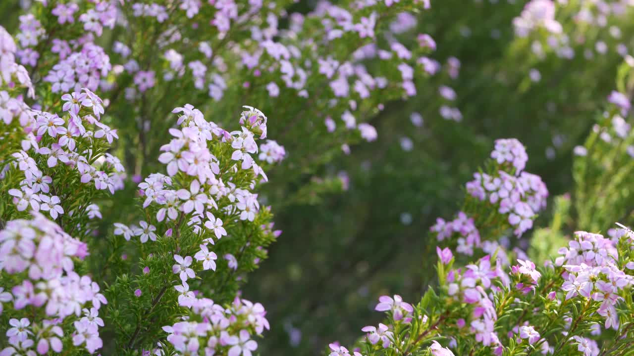 五彩纸屑灌木紫丁香花，美国加利福尼亚。大头菜、布楚薯蓣春季开花。家庭园艺，美国装饰性室内植物。春天开花的自然植物气氛视频素材