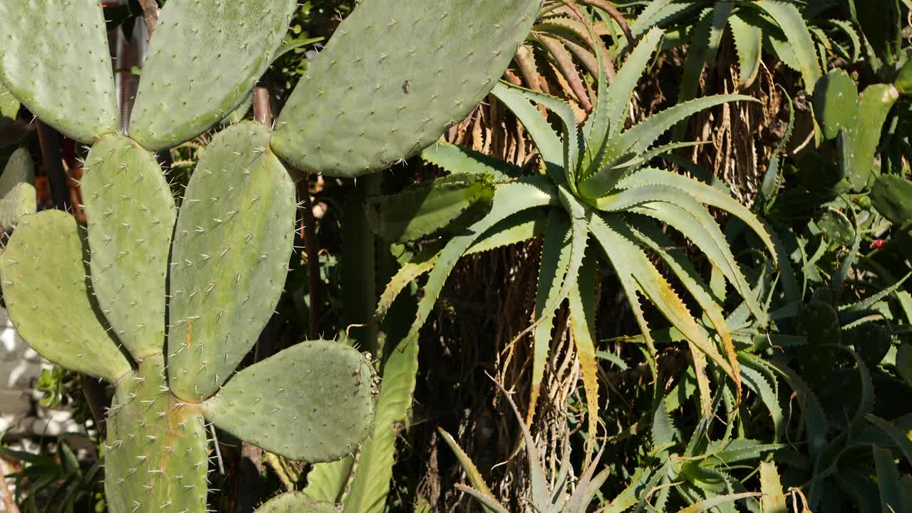 仙人掌肉质植物，美国加利福尼亚。沙漠植物群，干旱气候的天然花卉，植物学近景。绿色装饰的奇特室内植物。在美国，种植芦荟和龙舌兰视频素材