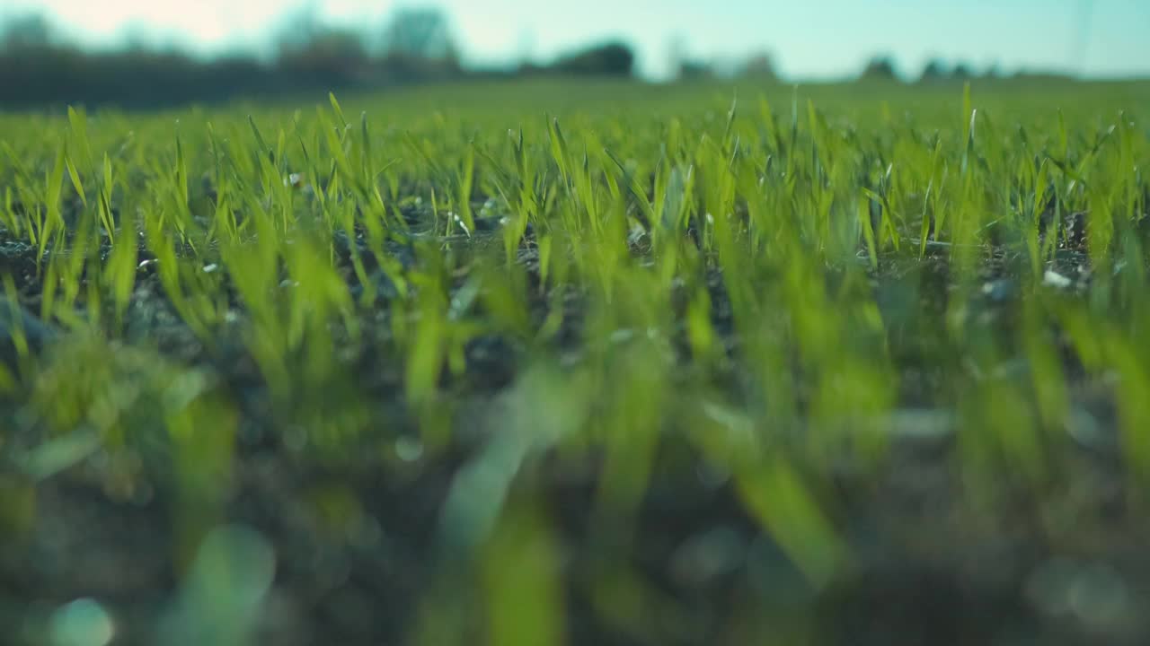 风吹过麦田里的小麦幼苗。农业的概念。视频素材