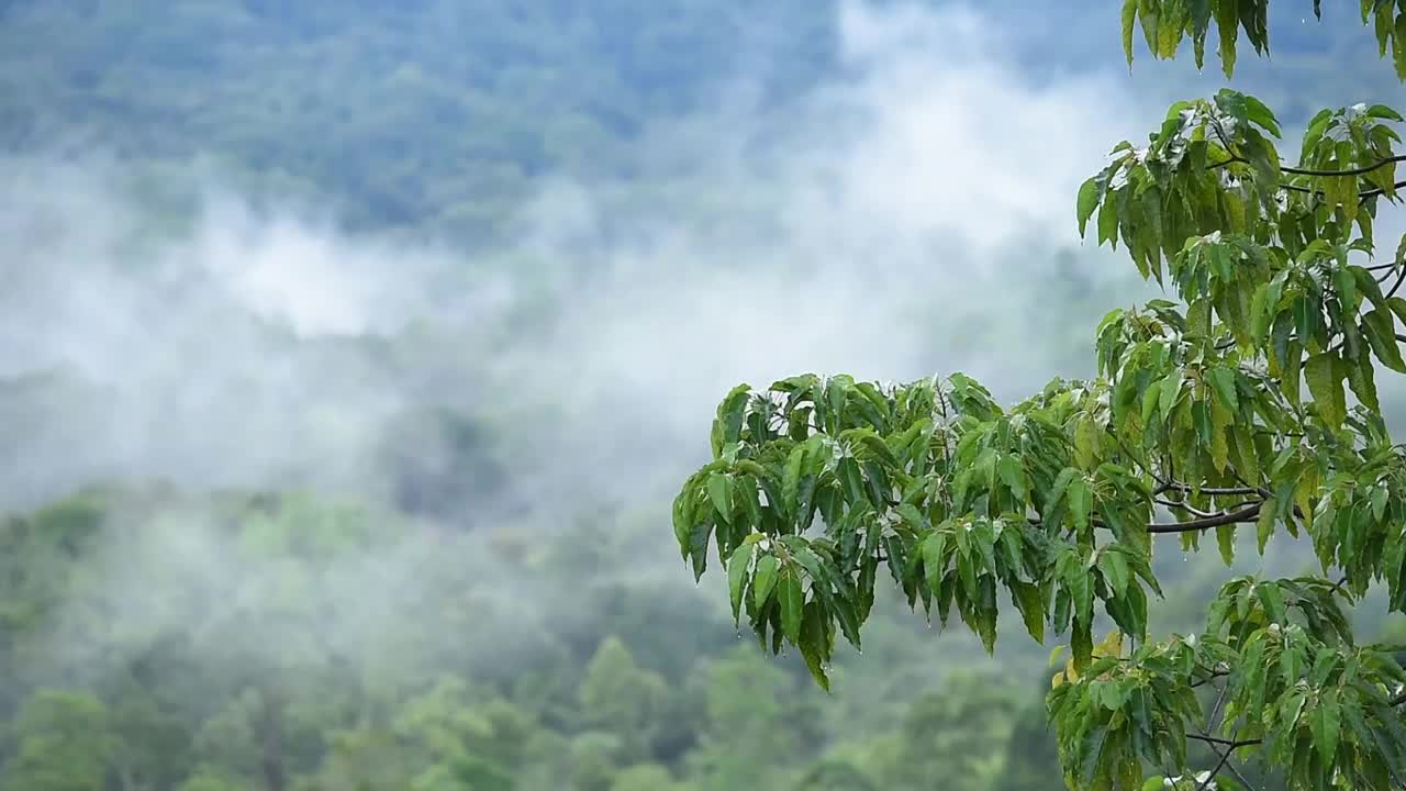 瑟拉瓦山的热带森林视频素材