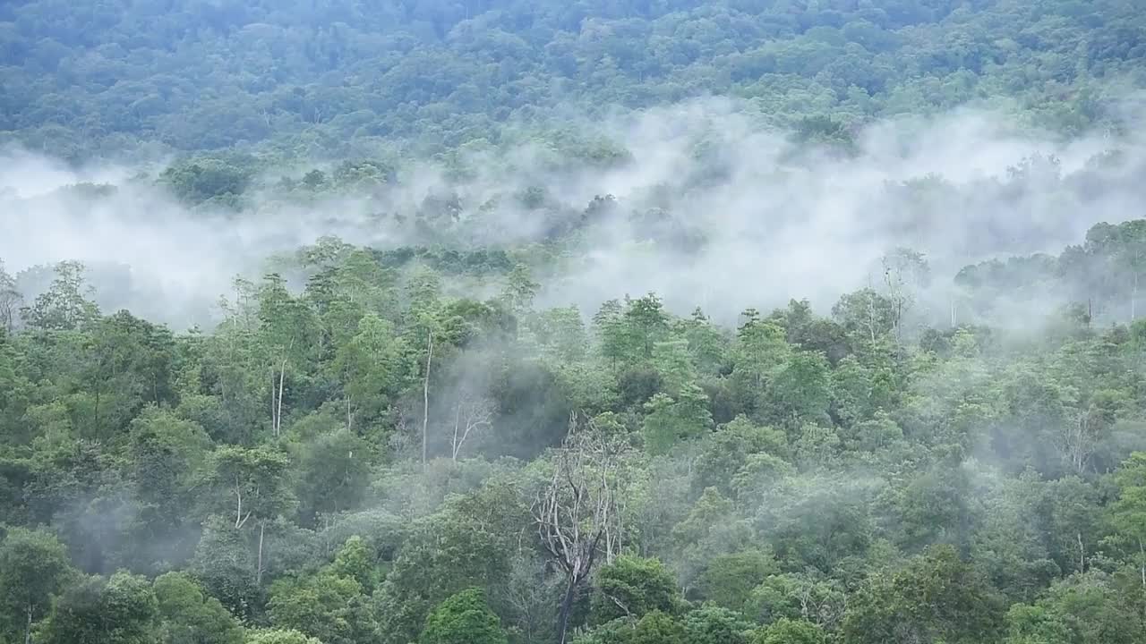 瑟拉瓦山的热带森林视频素材