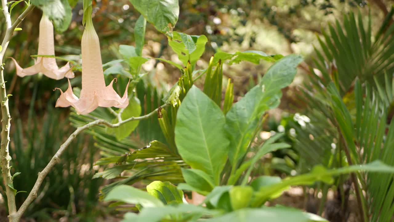 在美国加利福尼亚的花开花落。自然植物近距离背景。柔软的粉红色花朵在春天的早晨花园，新鲜的春天植物在柔软的焦点。天使吹号工厂视频素材