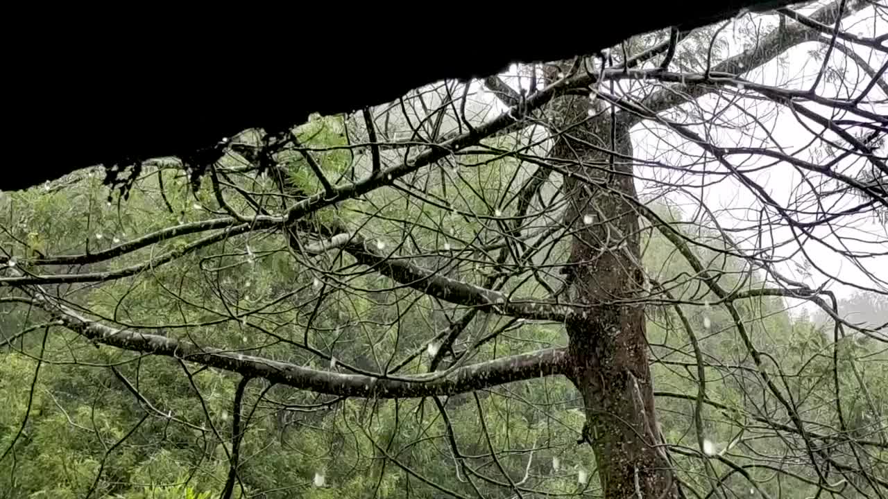 雨滴落在树上视频下载