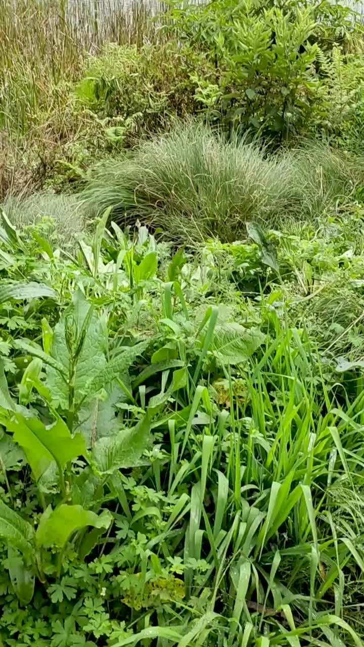 拉努雷古洛湖景视频下载