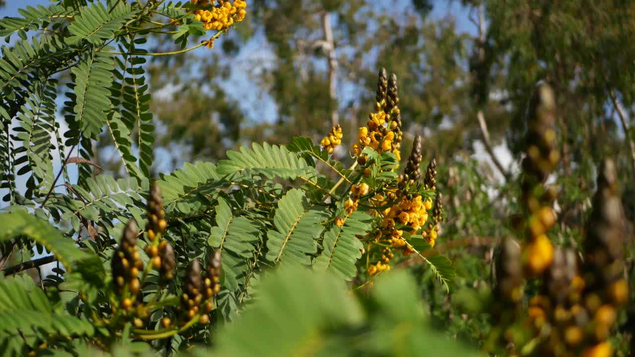 非洲番泻子花开花，园艺在加利福尼亚，美国。自然植物近距离背景。黄色的花朵在春天的早晨花园，新鲜的春天植物在柔软的焦点。烛台多汁的植物。视频素材