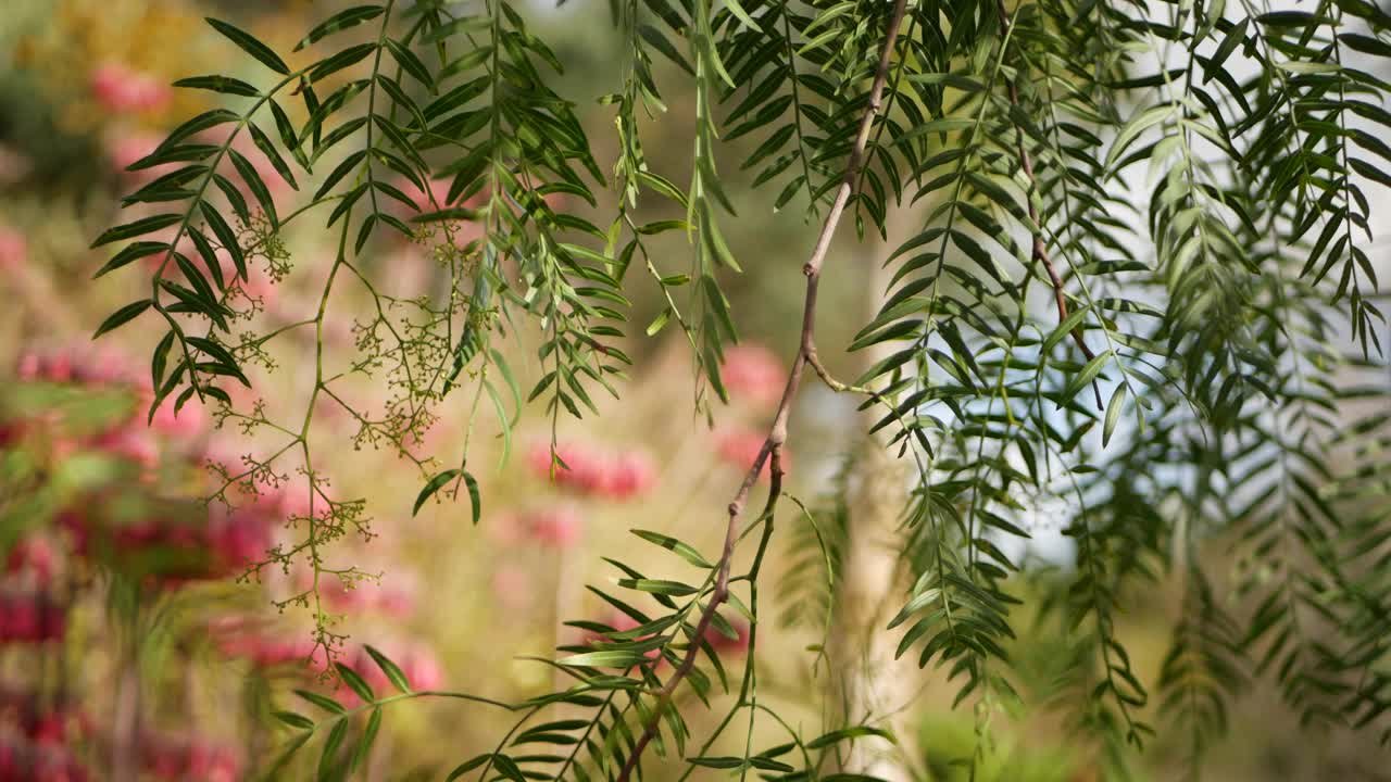 幸运钟粉红色的花在花园，美国加利福尼亚。母亲千春绽放，草甸浪漫的植物氛围，娇嫩的墨西哥帽卡拉朗植物绽放。珊瑚鲑鱼春色视频素材